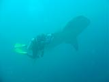 Djibouti - Pinuccio e Doni in immersione con Squalo Balena - 05